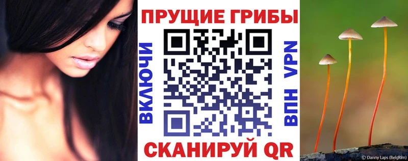 Псилоцибиновые грибы Psilocybe  OMG сайт  Торопец 